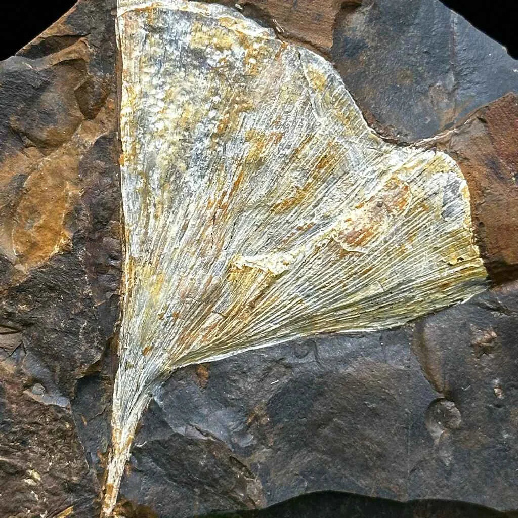 5.5" Ginkgo Leaf Fossil E