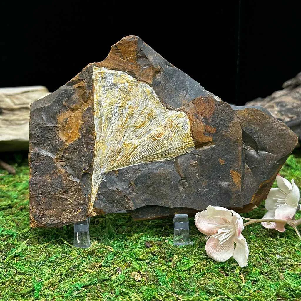 5.5" Ginkgo Leaf Fossil E