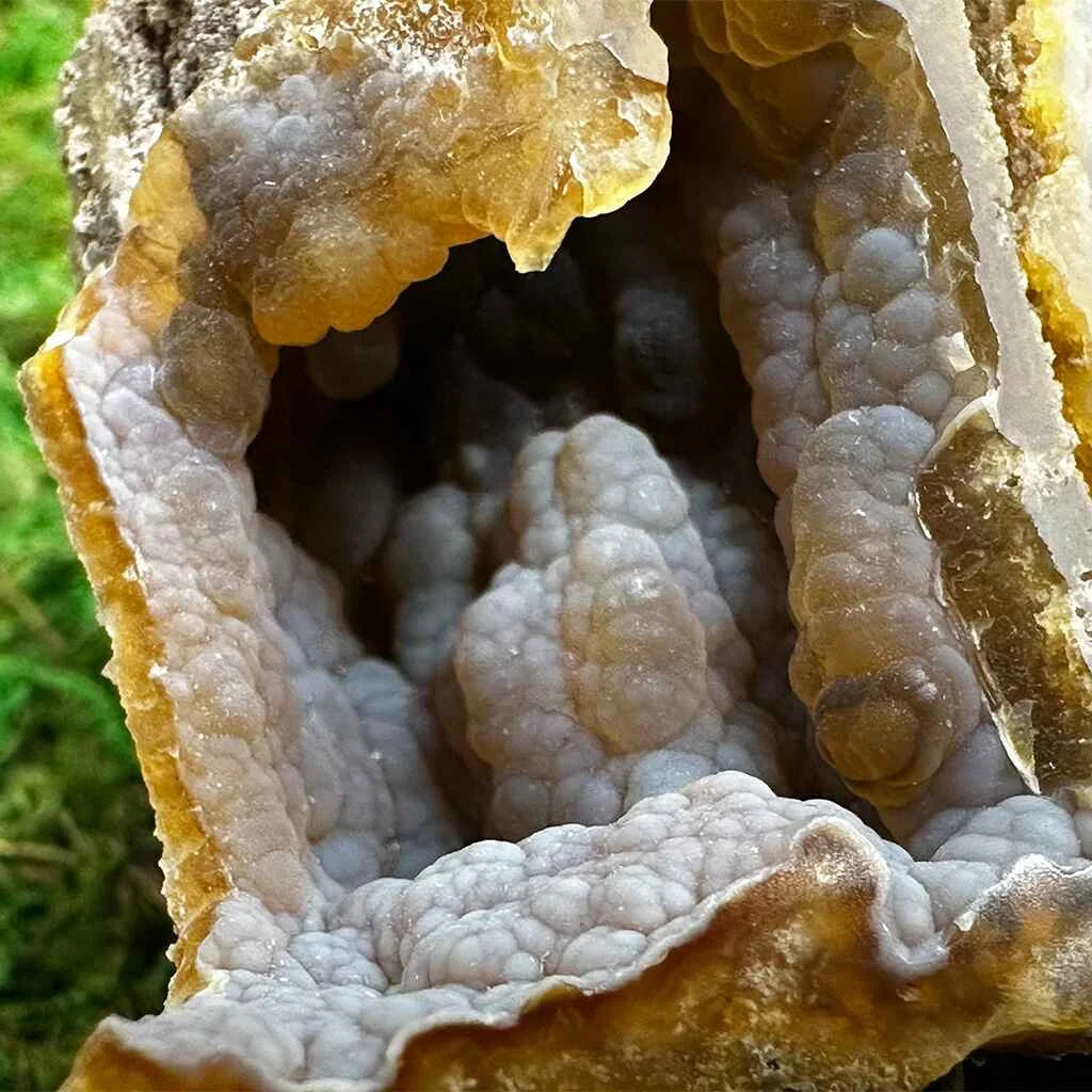 3.5" Agatized Fossilized Coral B
