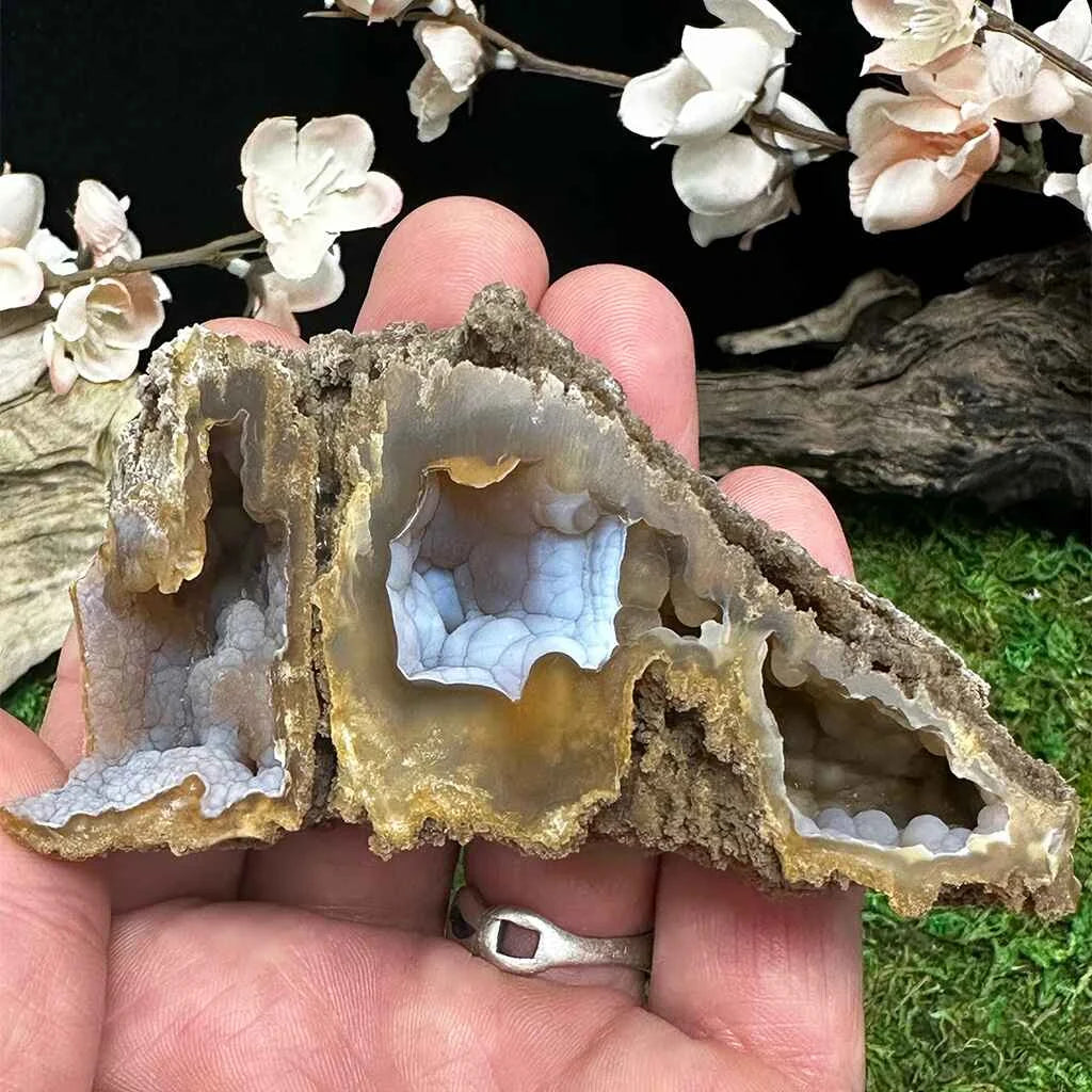 3.5" Agatized Fossilized Coral B