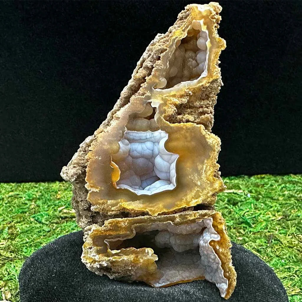3.5" Agatized Fossilized Coral B