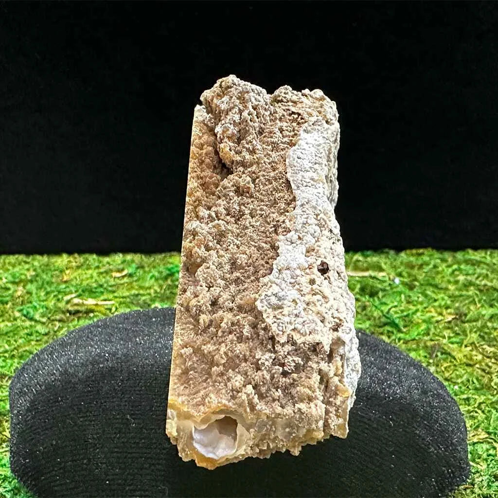 3.5" Agatized Fossilized Coral B