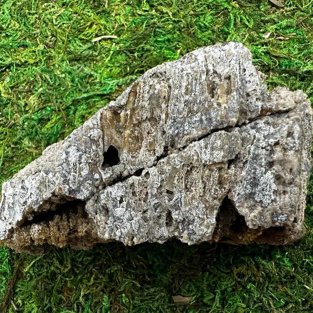 3.5" Agatized Fossilized Coral B