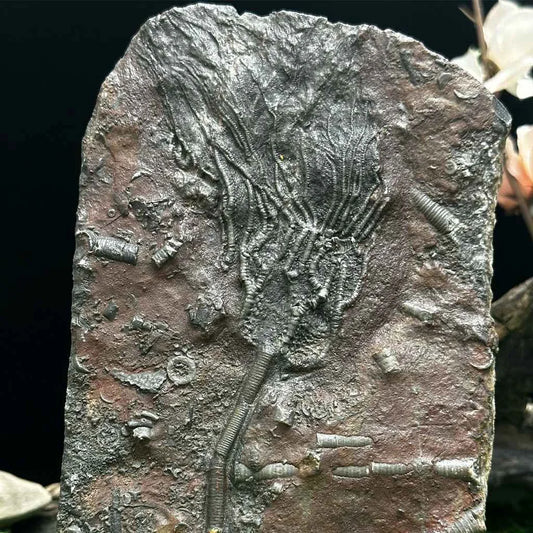 4" Scyphocrinites Fossil Crinoid A