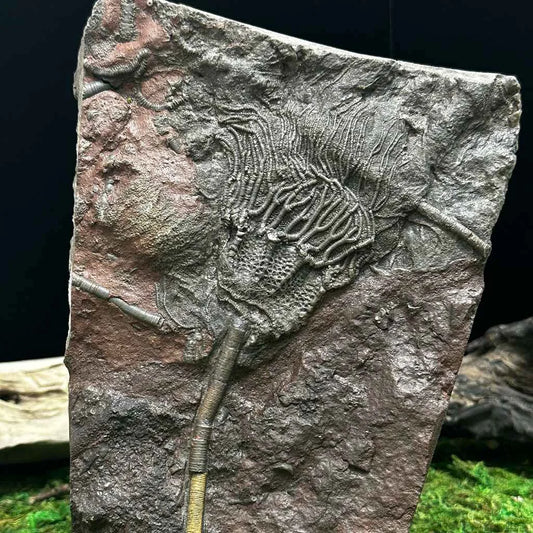 5" Scyphocrinites Fossil Crinoid E