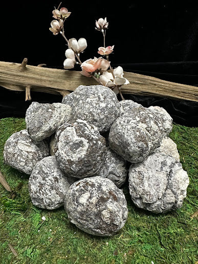 Pile of uncracked Las Choyas coconut geodes from Mexico on a moss display