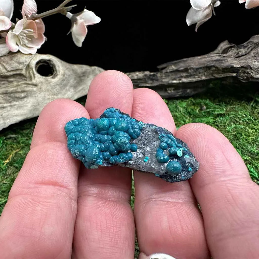 1.75" Botryoidal Chrysocolla on Quartz B