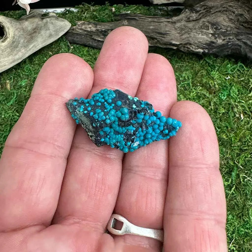 1.6" Botryoidal Chrysocolla on Quartz D