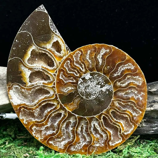 2.5" Cleoniceras Ammonite Halves A