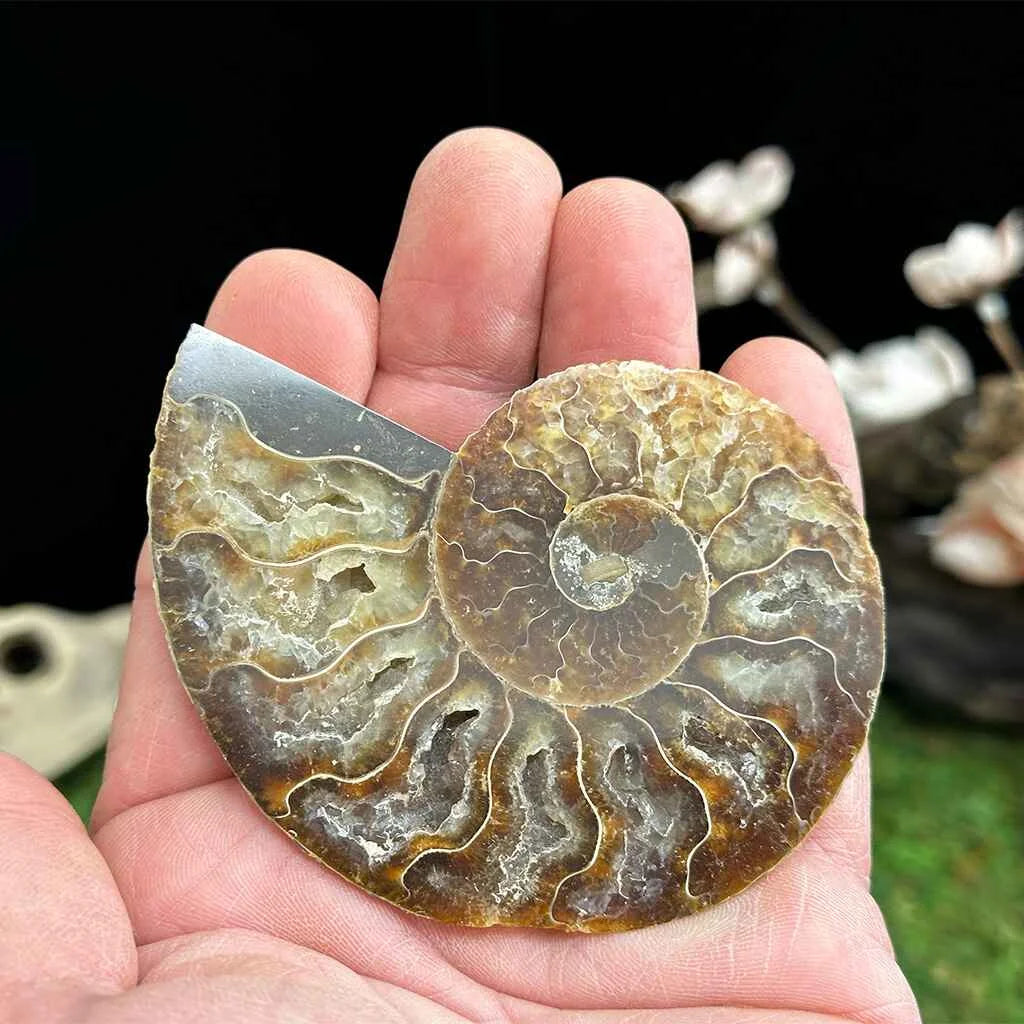 2.6" Cleoniceras Ammonite Halves B