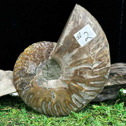 2.6" Cleoniceras Ammonite Halves B