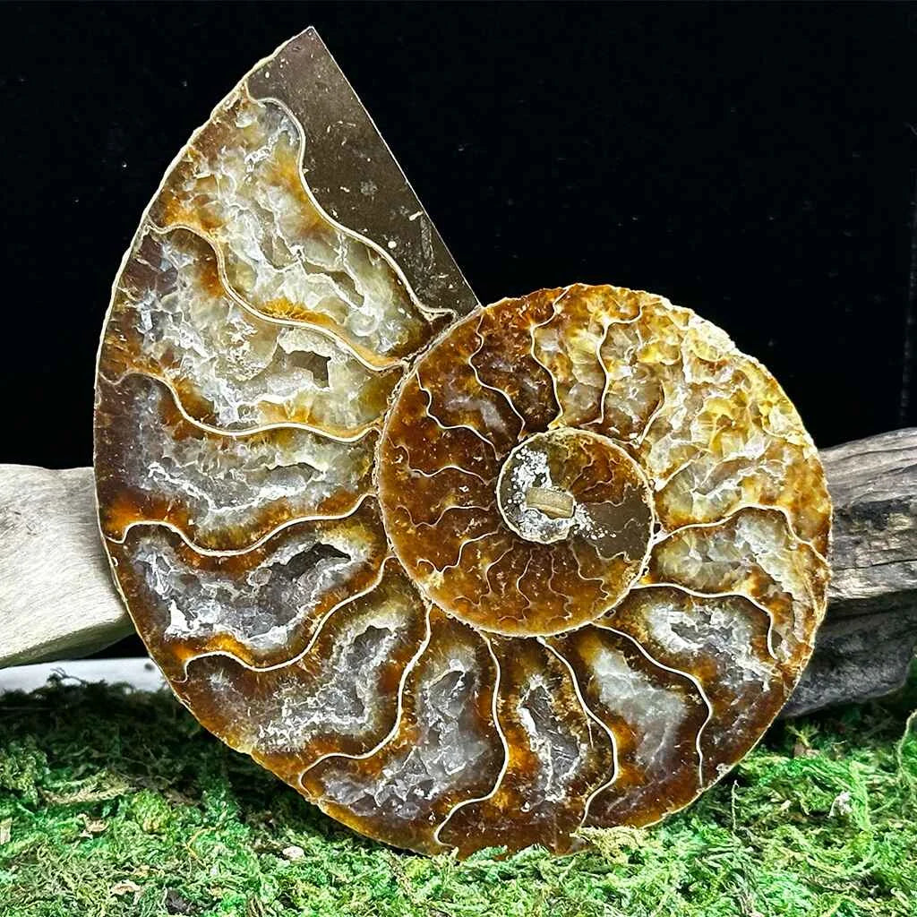 2.6" Cleoniceras Ammonite Halves B