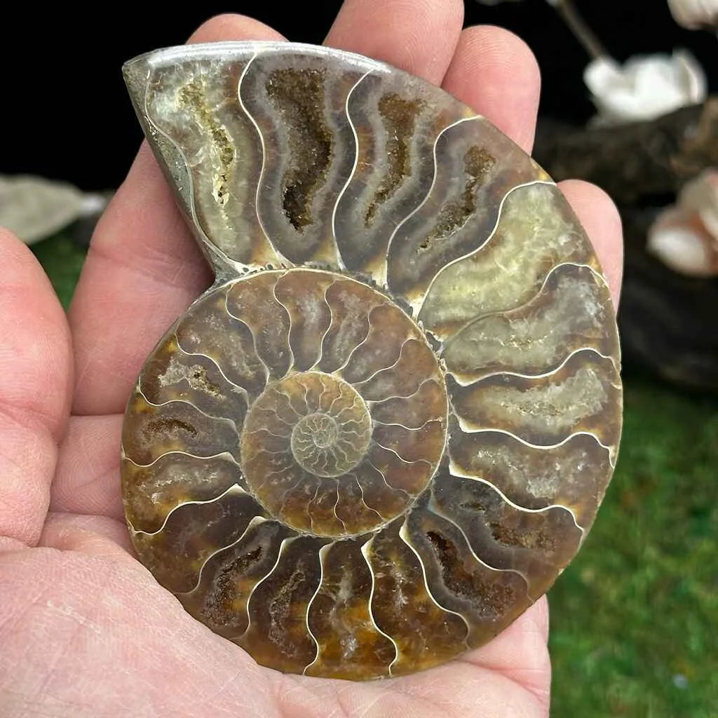 3.35" Cleoniceras Ammonite Halves C