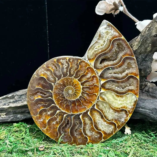 3.35" Cleoniceras Ammonite Halves C