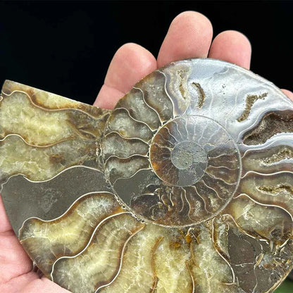 4.3" Cleoniceras Ammonite Halves D