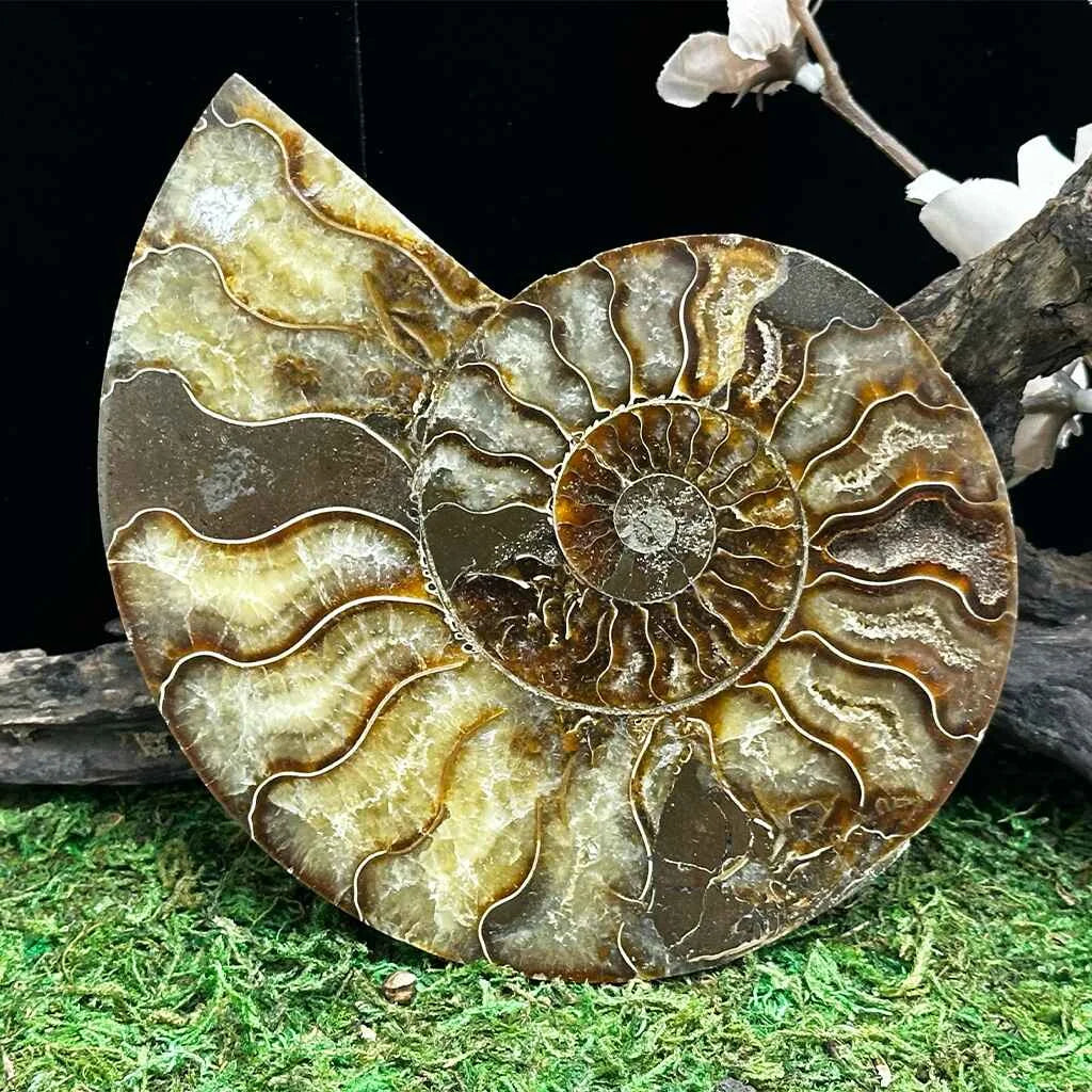 4.3" Cleoniceras Ammonite Halves D