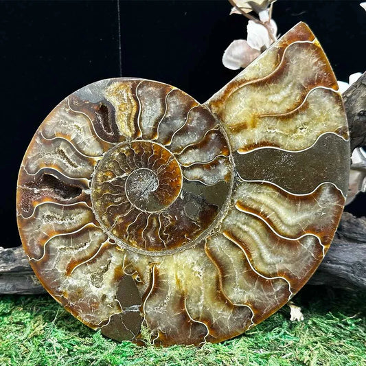 4.3" Cleoniceras Ammonite Halves E