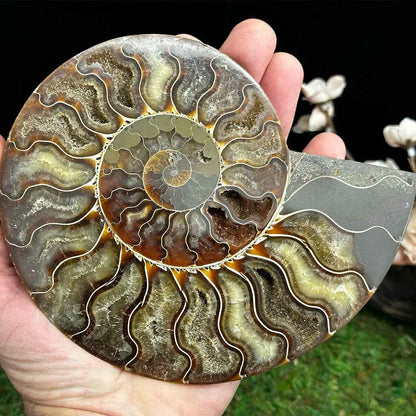 5.5" Cleoniceras Ammonite Halves F