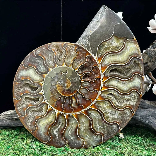 5.5" Cleoniceras Ammonite Halves F