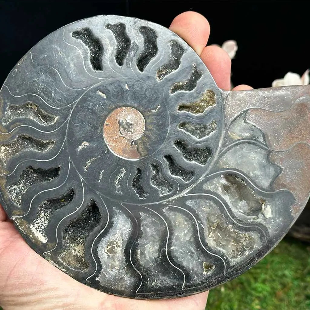 5.5" Cleoniceras Ammonite Halves G