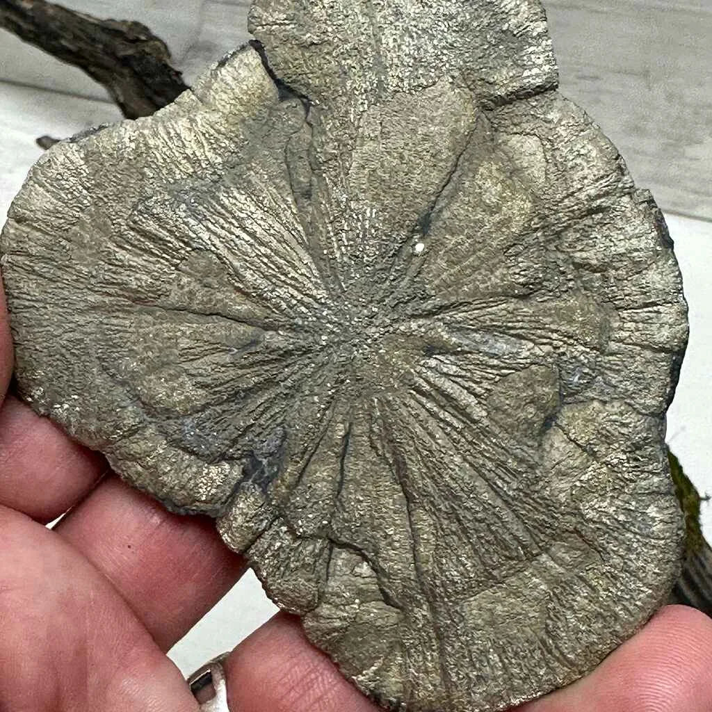 3.75" Pyrite Sun-Flower A