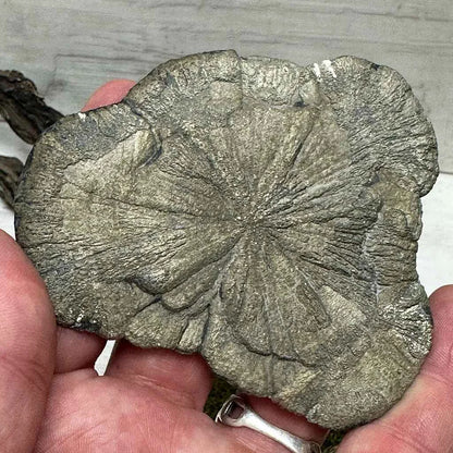 3.75" Pyrite Sun-Flower A