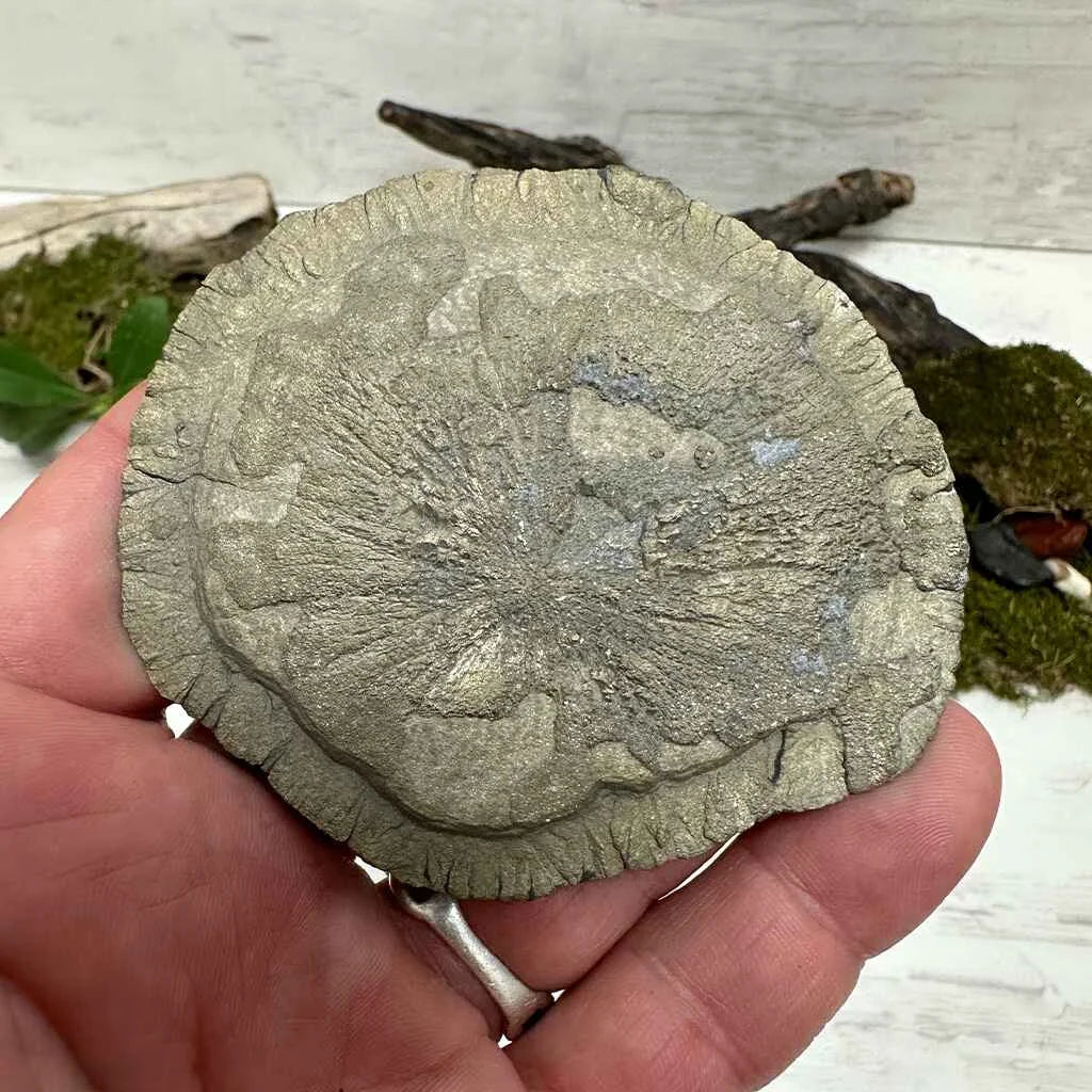 3.25" Pyrite Sun-Flower K