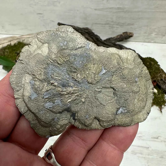 3.32" Pyrite Sun-Flower E