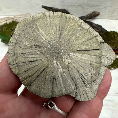 3.5" Pyrite Sun-Flower F