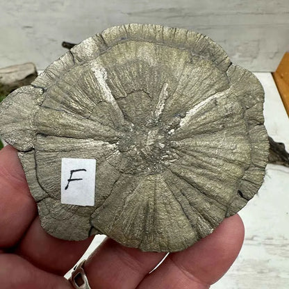 3.5" Pyrite Sun-Flower F