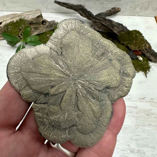 3.5" Pyrite Sun-Flower G