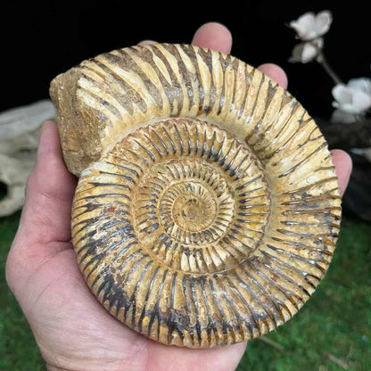 5" White Ribbed Ammonite Fossil A