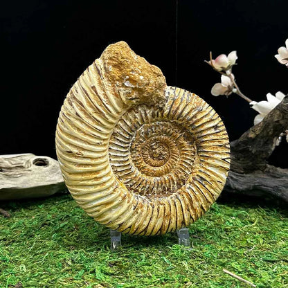 5" White Ribbed Ammonite Fossil A