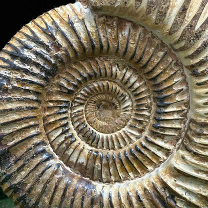 5" White Ribbed Ammonite Fossil A