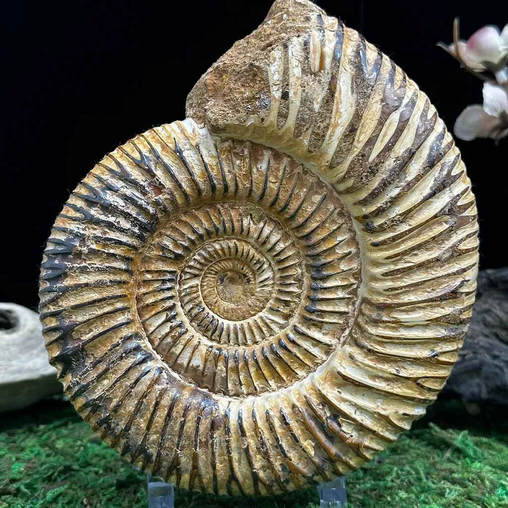 5" White Ribbed Ammonite Fossil A