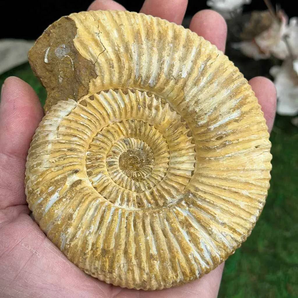 4.25" White Ribbed Ammonite Fossil B