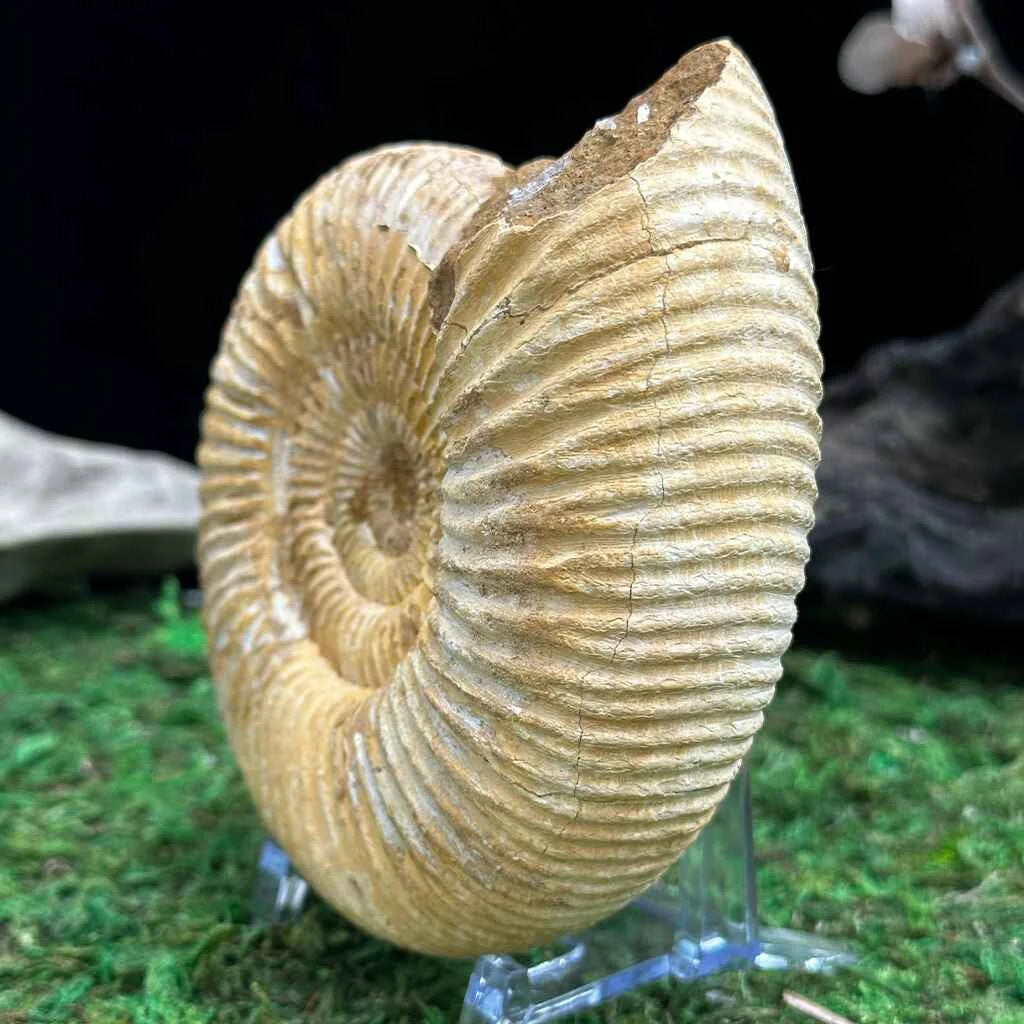 4.25" White Ribbed Ammonite Fossil B