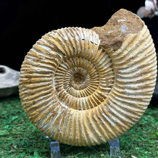 4.25" White Ribbed Ammonite Fossil B