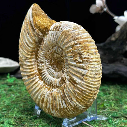 4.25" White Ribbed Ammonite Fossil B