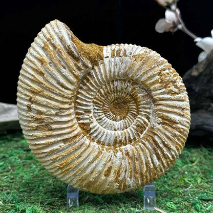 4.25" White Ribbed Ammonite Fossil B