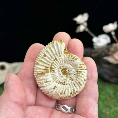 2" White Ribbed Ammonite Fossil C