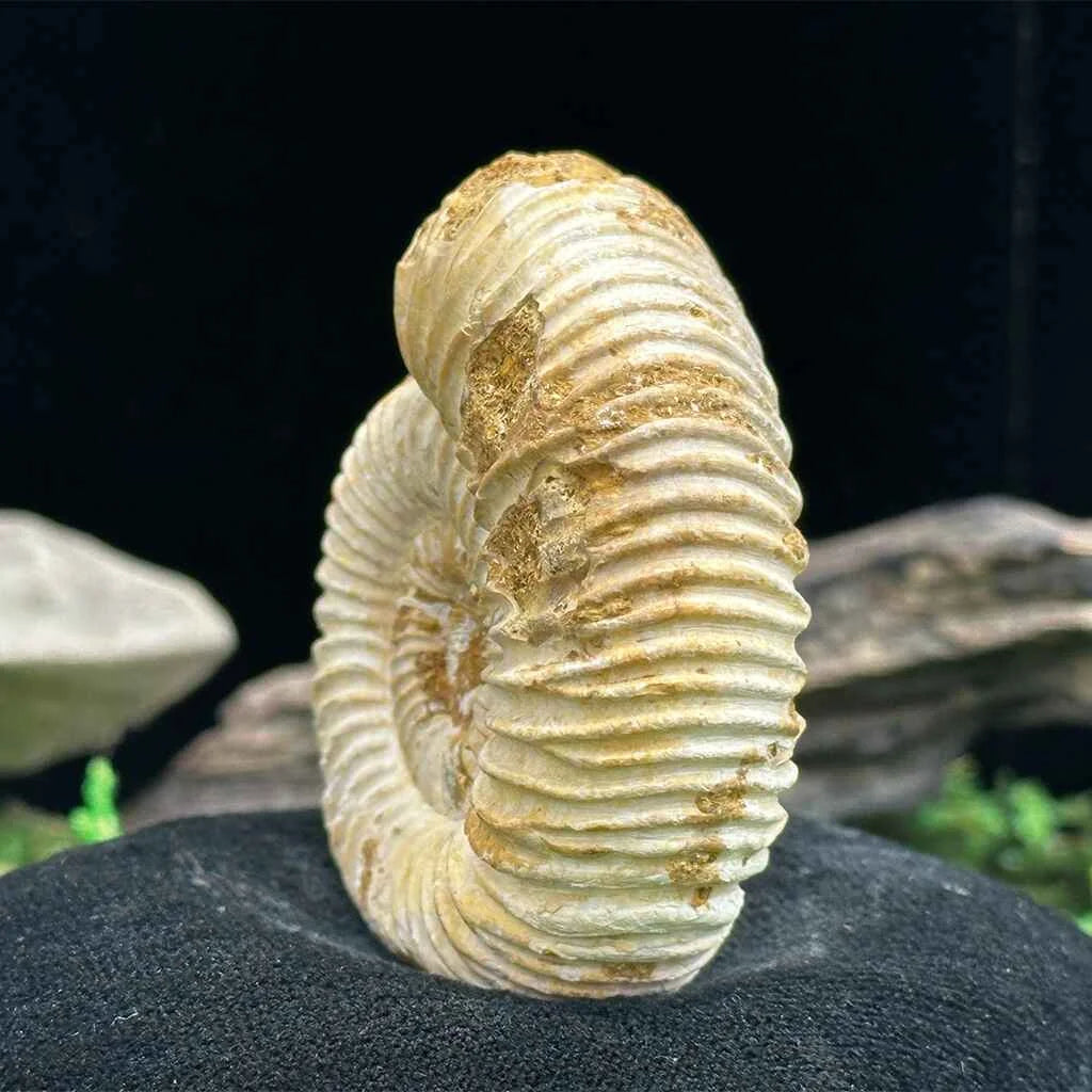 2" White Ribbed Ammonite Fossil C