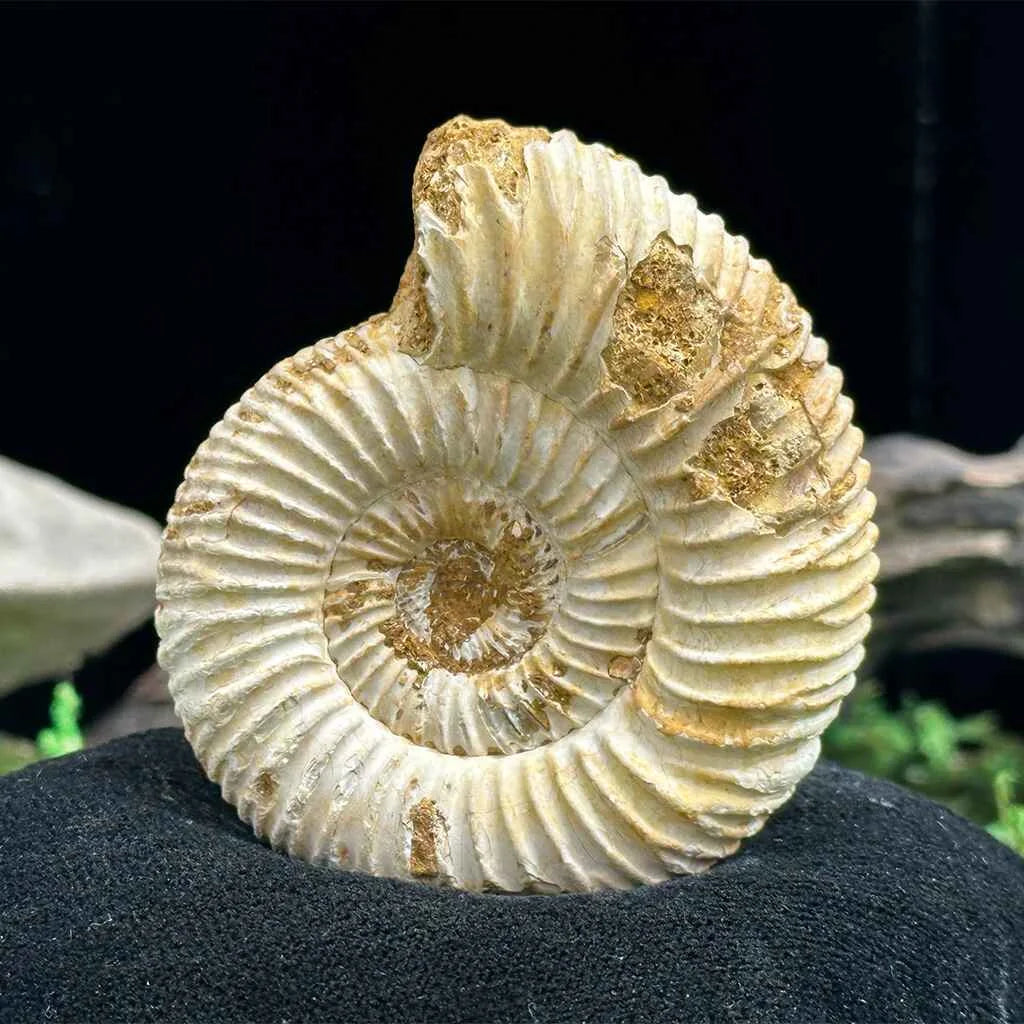 2" White Ribbed Ammonite Fossil C