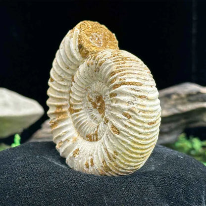 2" White Ribbed Ammonite Fossil C