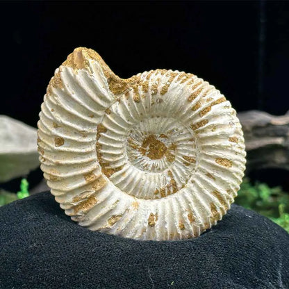 2" White Ribbed Ammonite Fossil C