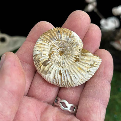 1.75" White Ribbed Ammonite Fossil D