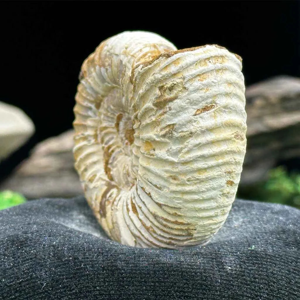 1.75" White Ribbed Ammonite Fossil D