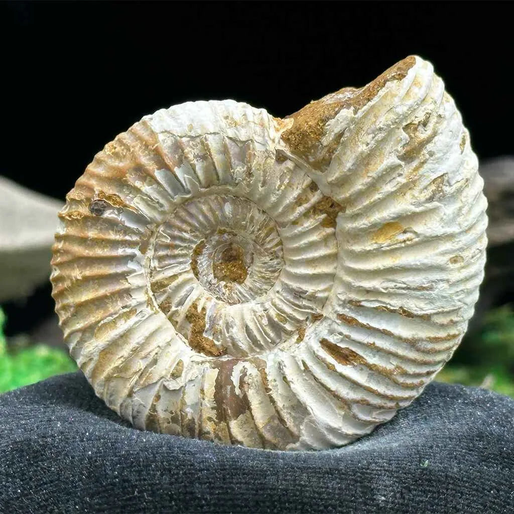 1.75" White Ribbed Ammonite Fossil D