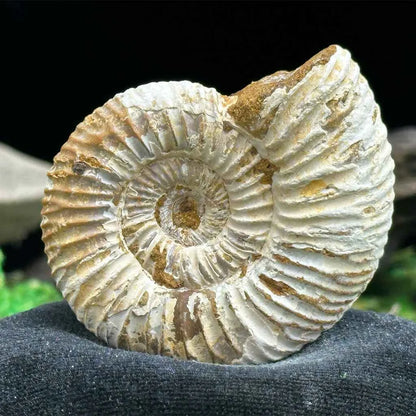 1.75" White Ribbed Ammonite Fossil D