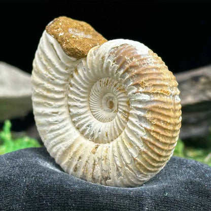 1.75" White Ribbed Ammonite Fossil D